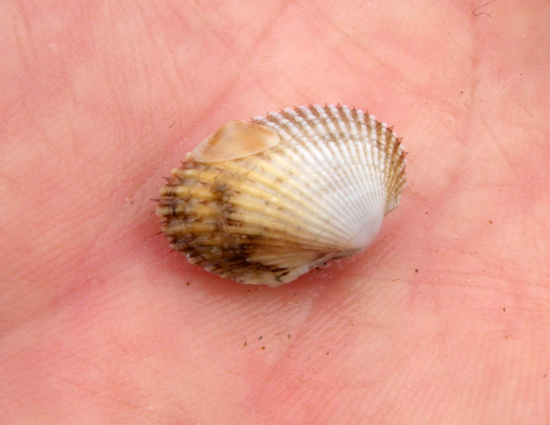 Sulla spiaggia di Pinarella